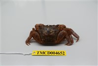 藏品(雙齒近相手蟹)的圖片